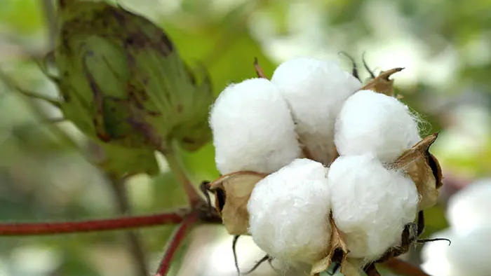 Phân biệt vải Cotton và Polyester: Đâu là sự khác biệt giữa hai loại? 1 image 5 edited